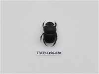 藏品(大黑糞金龜)的圖片